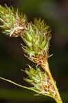 Shortbeak sedge